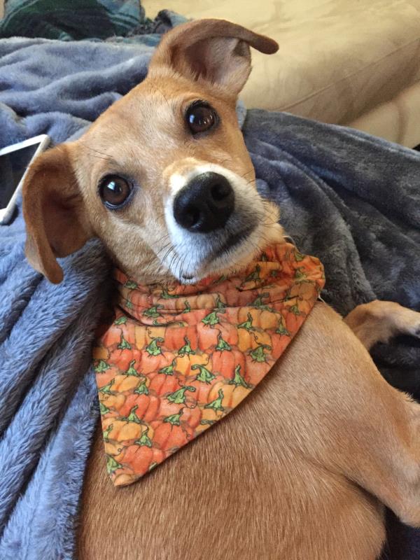 /Images/uploads/Humane Rescue Alliance/HRACalendarPhotoContest/entries/9080thumb.jpg